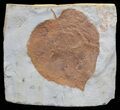 Paleocene Fossil Leaf (Zizyphus) - Montana #59785-1